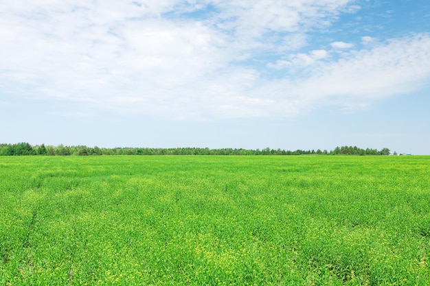 Summer landscape