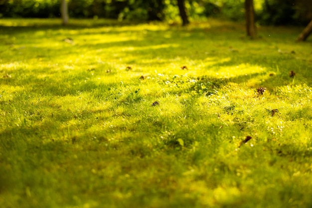 The summer lawn on which lie pine cones