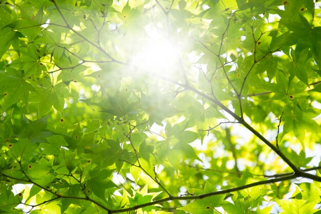 Summer Maple Leaves. Green leaves against a bright blue sky.