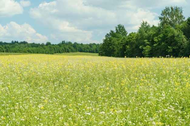 Summer meadow background Spring green field with wild flowers and herbs on sunny sky background