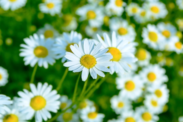 Summer meadow of blooming daisies