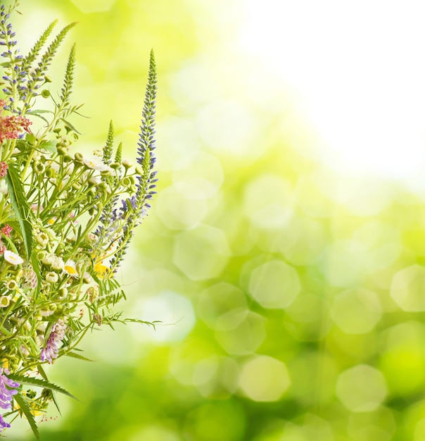 Summer meadow flowers