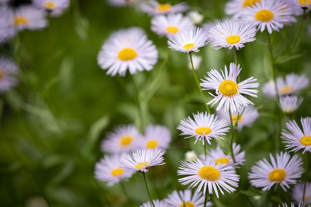 Summer meadow with blooming daisylike flowers Smallpetalled garden flowers Erigeron annuus on a lawn