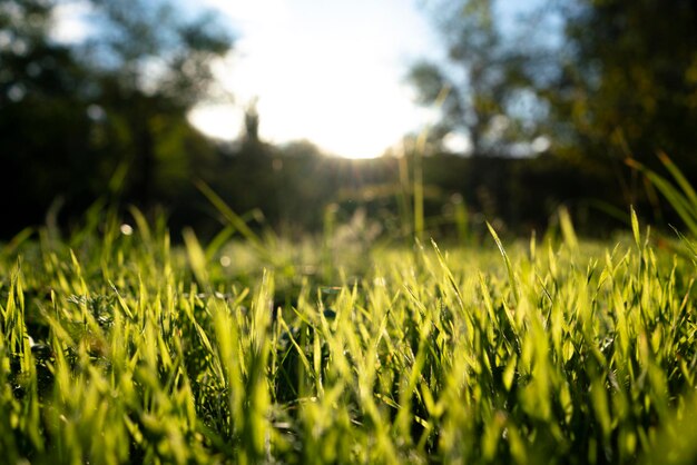 A summer meadow with green grass macro view with sun rays background