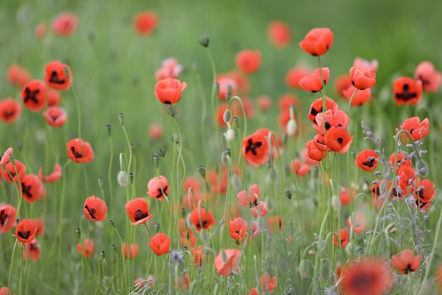 summer meadow with pattern of red poppy flowers as a background