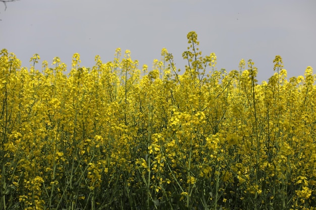 summer meadow with pattern of yellow flowers as a background