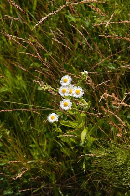 Summer meadow with wild daisies