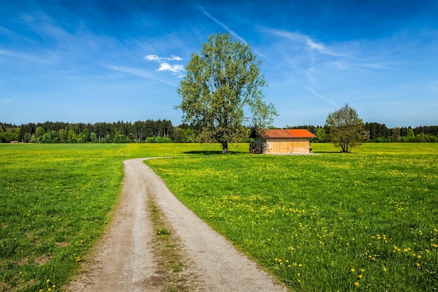 Summer meadow