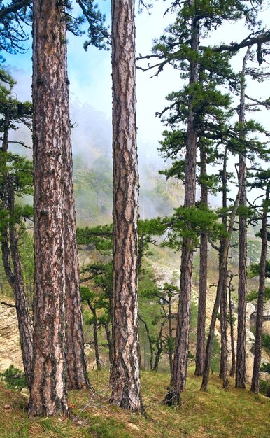 Summer misty forest of pine trees on hill