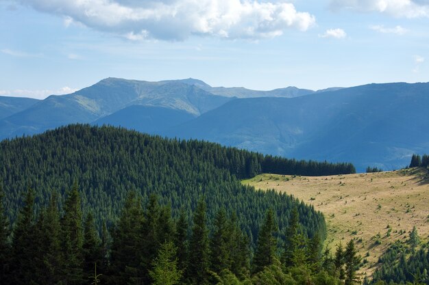 Summer misty mountain landscape with fir forest on slope