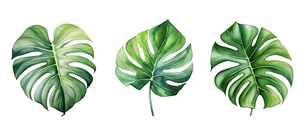 Summer monstera leaf watercolor ai generated jungle background exotic green tree nature summer monstera leaf watercolor illustration