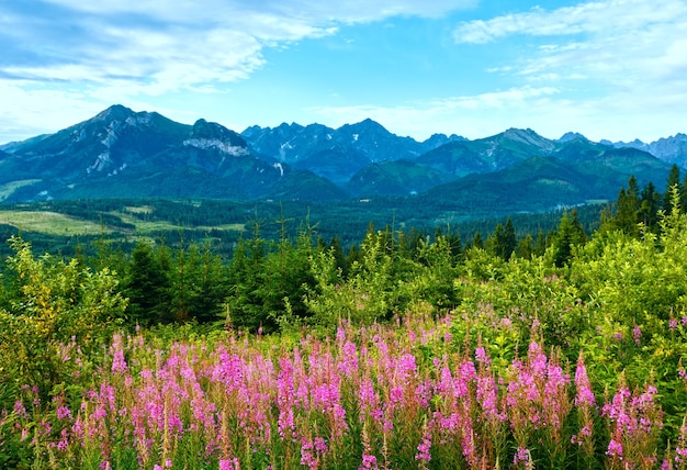 Summer morning mountain landscape with pink flowers in front and Tatra range behind Poland