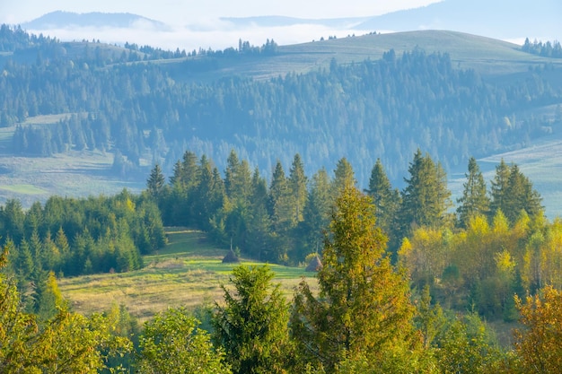 Summer Morning in the Ukrainian Carpathians