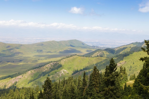 Summer mountain landscape high in the mountains Tall trees of Christmas trees ski lift at the ski base