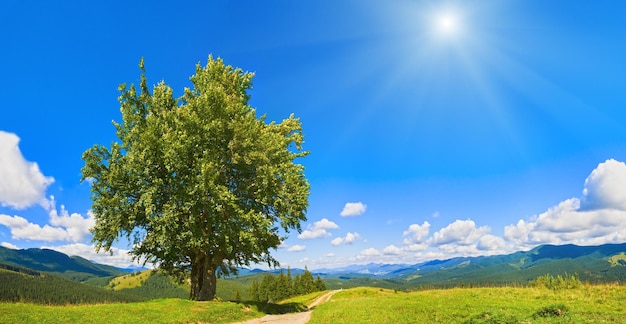 Summer mountain panorama