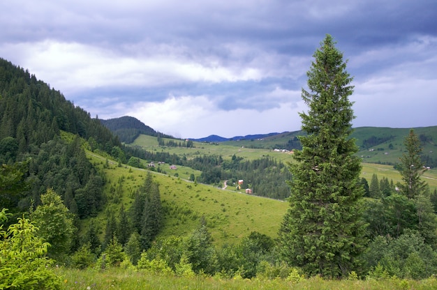 Summer mountain view with high fir tree and storm clouds