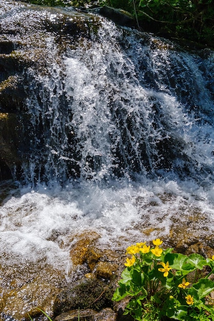 Summer mountain waterfall and yellow flowers