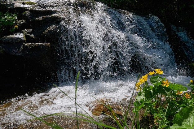 Summer mountain waterfall and yellow flowers