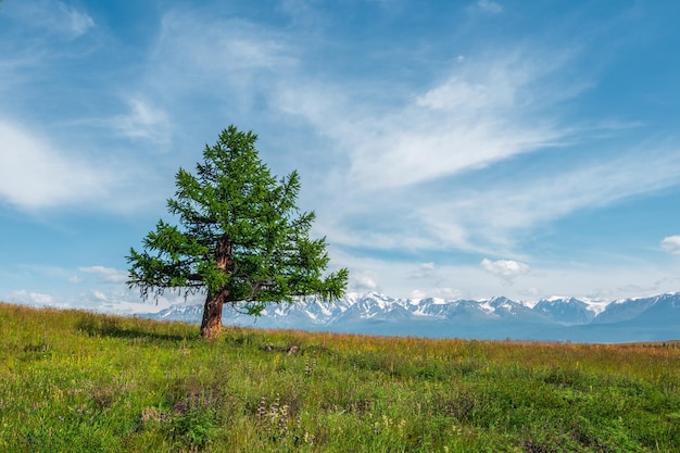 Summer natural background with a lonely tree in the field Lonely cedar tree against the background of snowcapped mountains Atmospheric green landscape with tree in mountains