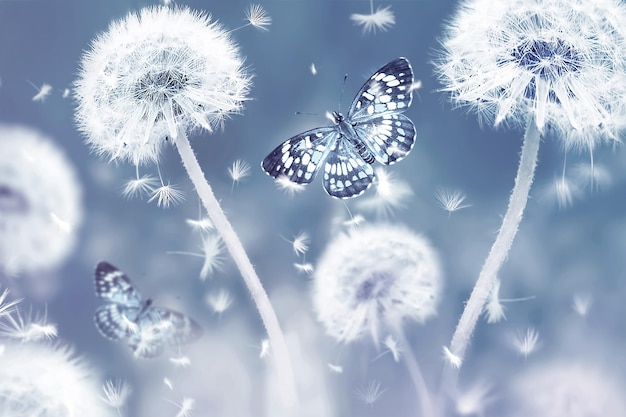 Summer natural macro floral background White dandelions and butterflies on a blue background Soft focus