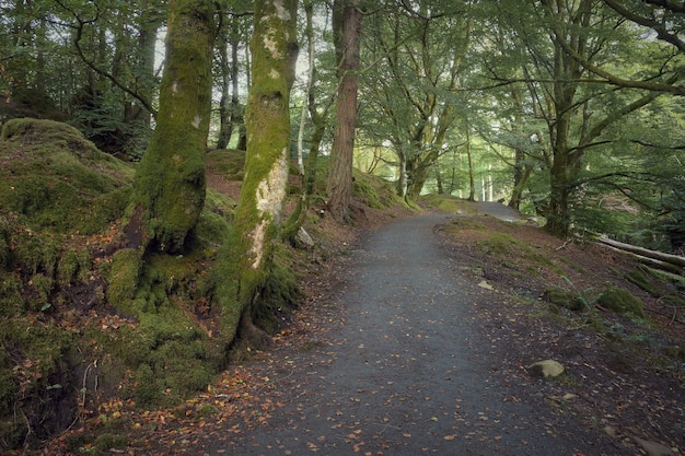 Summer nature landscape with path in forest sunlight in autumn park the path to blacklinn falls call...