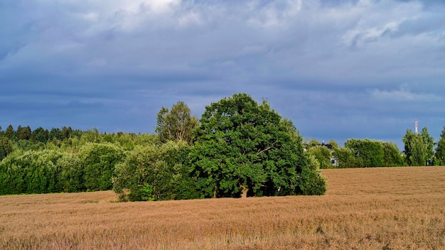 summer nature recreation forest trees flowers berries