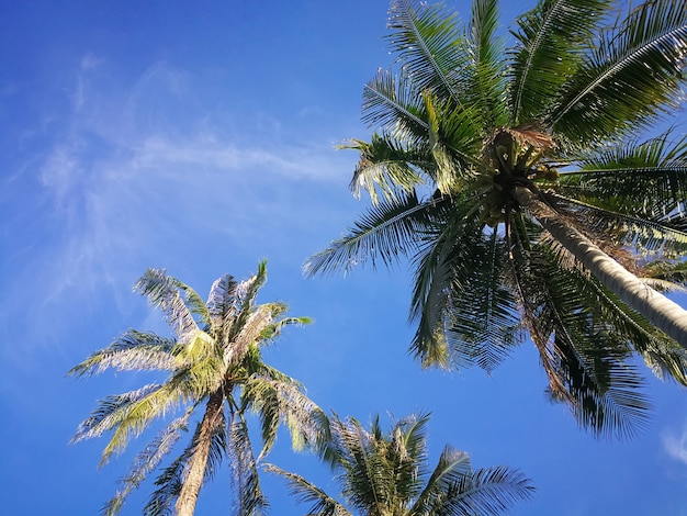 Summer nature scene, Tropical plants, Coconut palm trees on blue sky background.