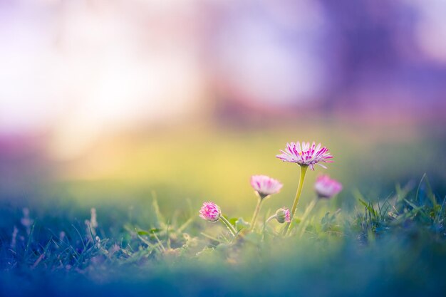 Summer nature view of beautiful flowers with colorful meadow. Natural summer scene under sunlight