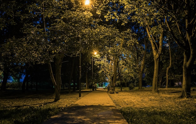 Summer night city park Wooden benches street lights and green