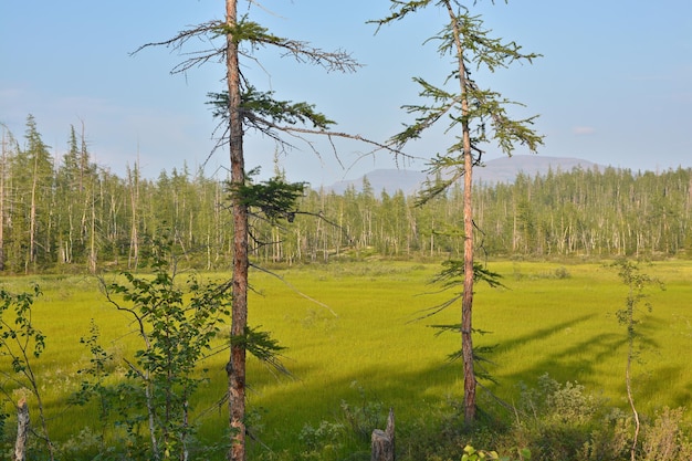 Summer Northern landscape