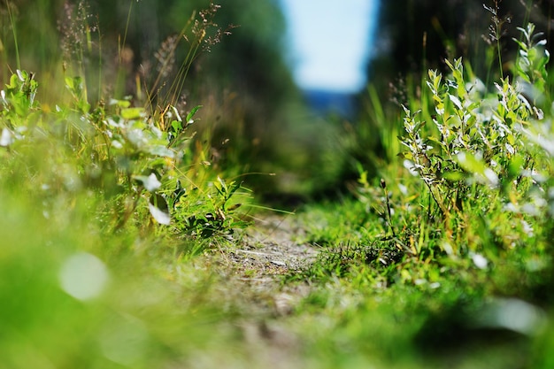 Summer Norway forest path backdrop hd