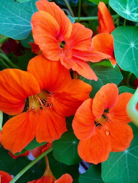 summer orange flowers