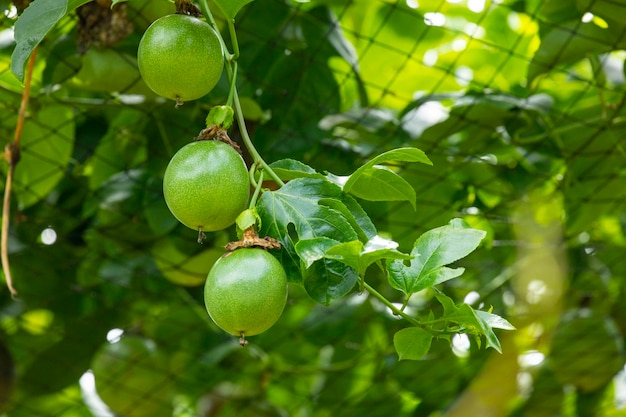 Summer orchard fruit plump green passion fruit