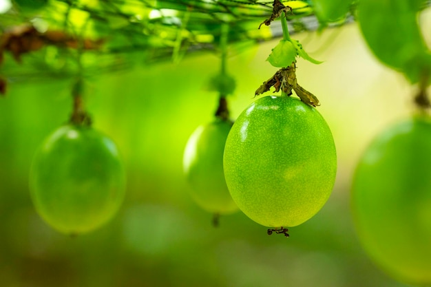 Summer orchard fruit plump green passion fruit