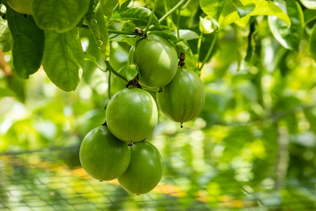 Summer orchard fruit plump green passion fruit