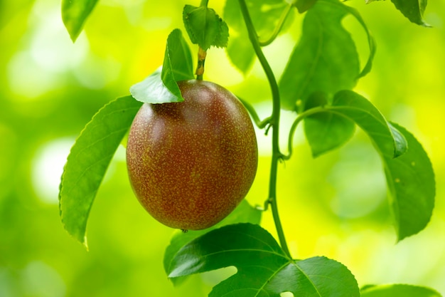 Summer orchard ripe passion fruit sweet purple