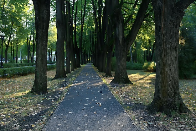 summer park background / nature trees green leaves, abstract background summer view