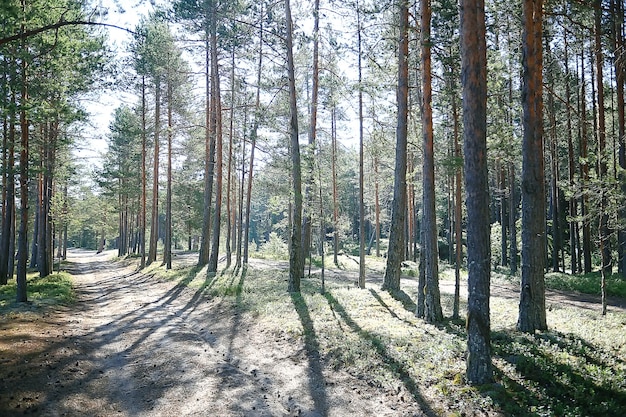 summer park landscape / seasonal view, green trees in summer, concept nature walk, ecology, eco