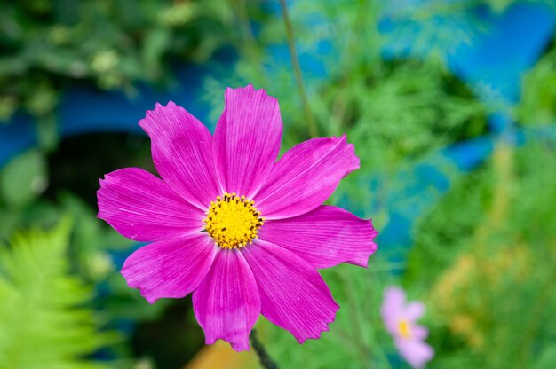 summer plants growing in nature