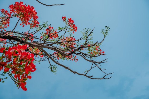 Summer Poinciana phoenix is a flowering plant species live in the tropics or subtropics