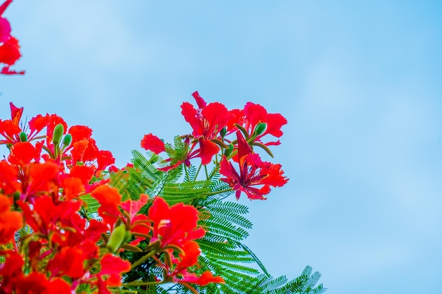 Summer Poinciana phoenix is a flowering plant species live in the tropics or subtropics