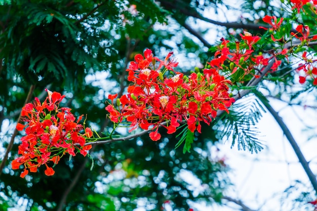 Summer Poinciana phoenix is a flowering plant species live in the tropics or subtropics