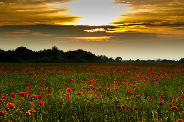 Summer poppies field at sunset