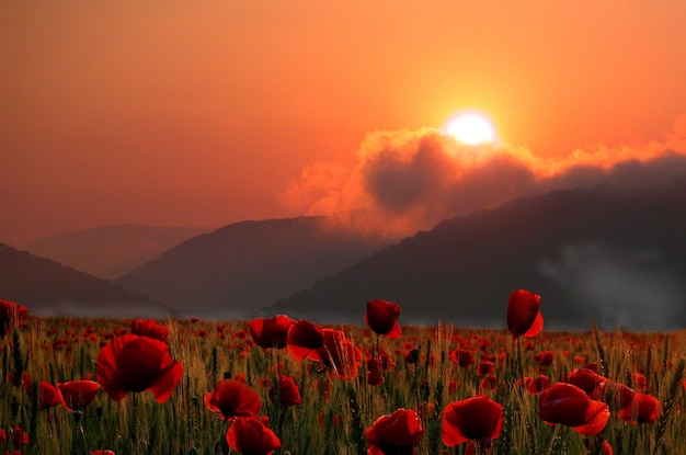 Summer poppies field at sunset