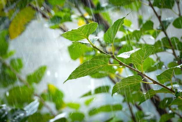 Summer raindrops fall in lines on green leaves