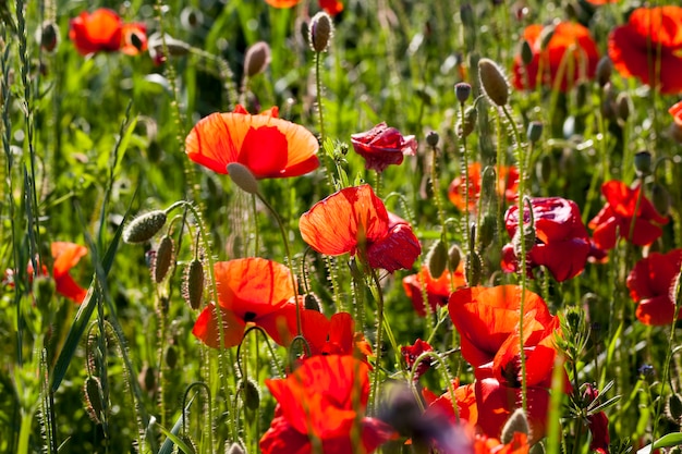 Summer red poppies with defects