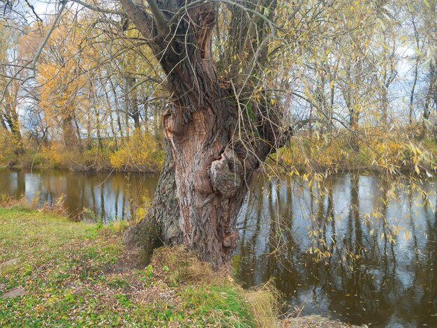 Photo summer river bank