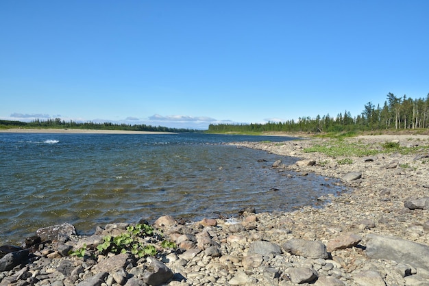 Summer river landscape