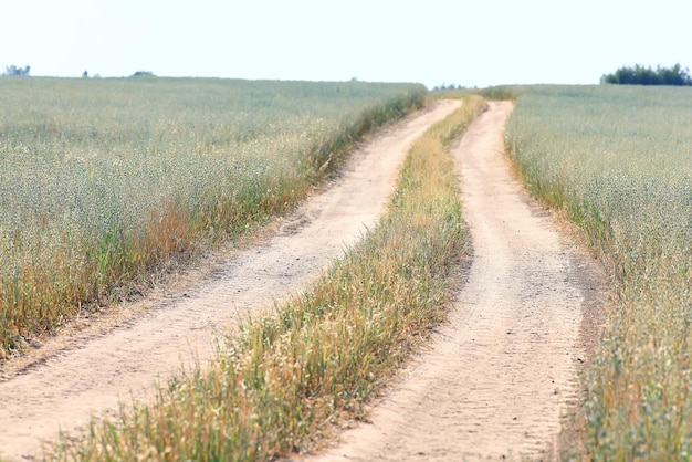 summer road in the field landscape nature meadow