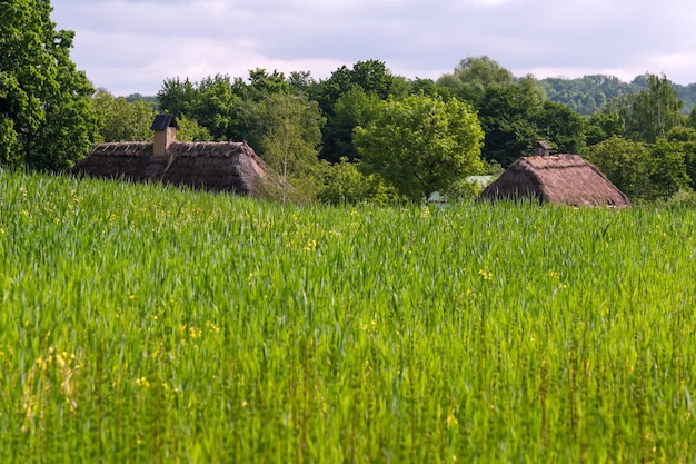 Summer rural landscape on a sunny day